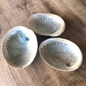 grande taille abalone nacre blanche