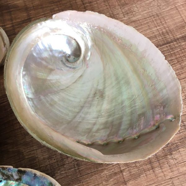 abalone-blanche-grande-taille